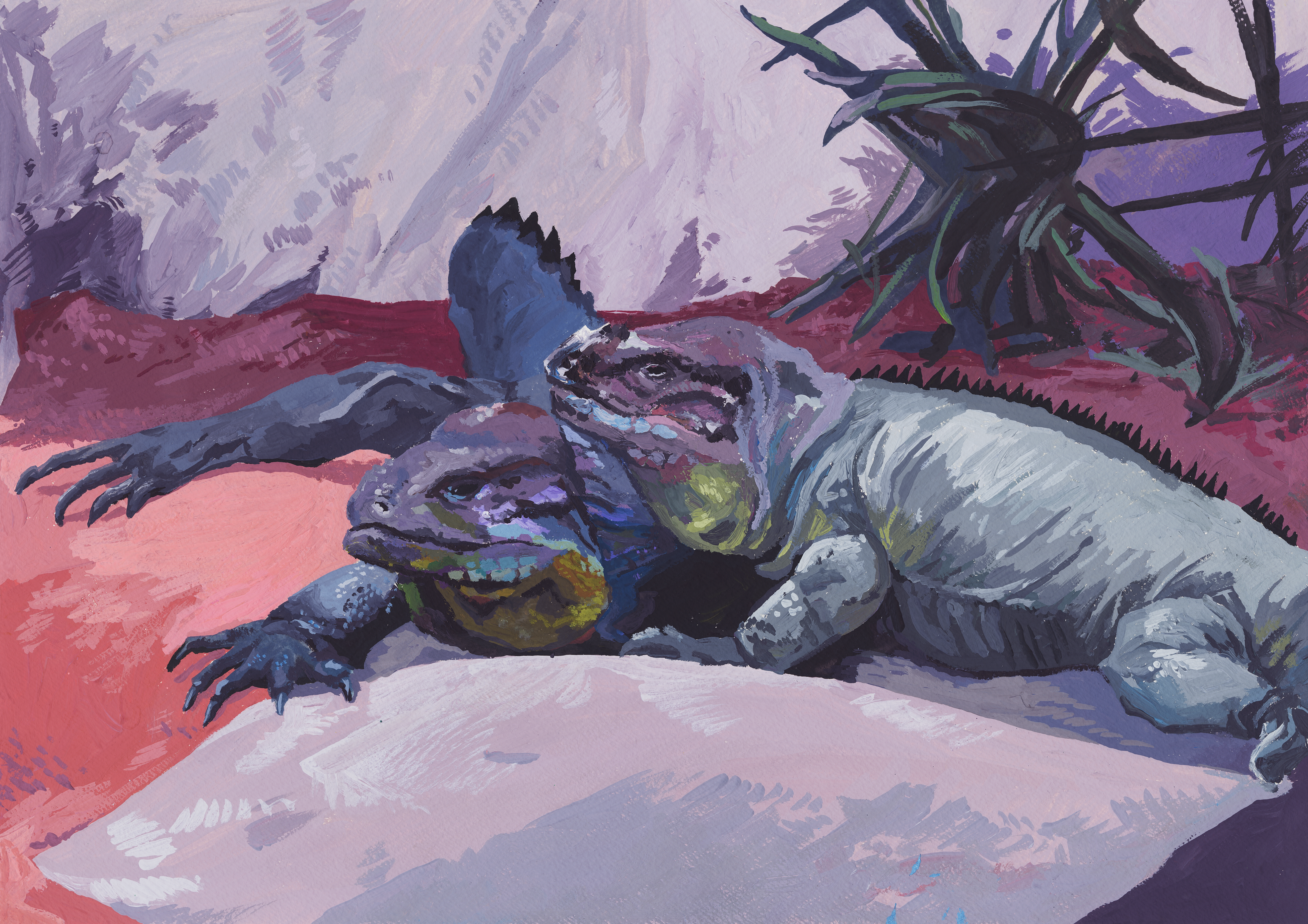 Rhinoceros Iguana Guasch